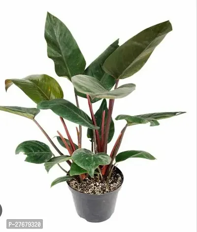 Zomoloco Philodendron Plant Philodendron Plant-thumb0