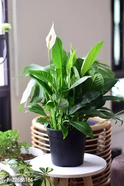 Zomoloco Peace Lily Or Spathiphyllum Live Plant Wh