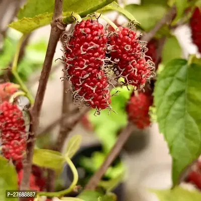 Zomoloco Air Layered Shahtootmulberry Live Plant