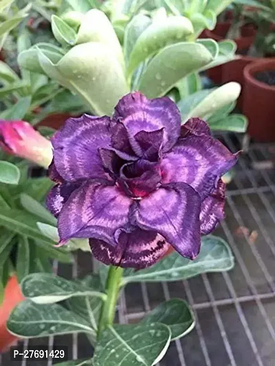 Zomoloco Air Layered Adenium Desert Roses Purple-thumb0