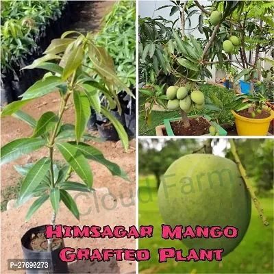 Zomoloco Himsagar Kishan Bhog Mango Grafted Hy