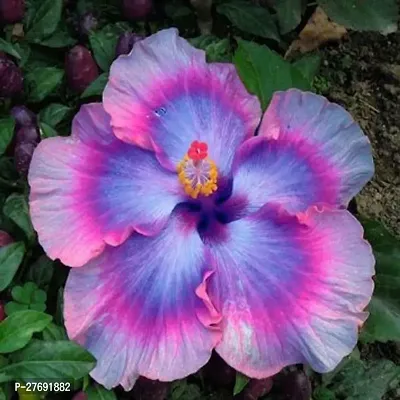 Zomoloco Hybrid Hibiscus Flower Live Plantcf334