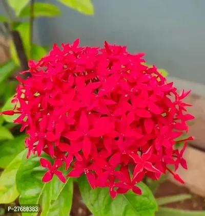 Zomoloco Trothic Ixora Chethi Red Plant Live Flowe