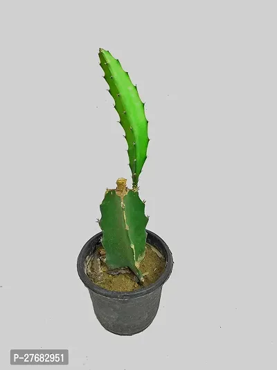 Zomoloco Rgp1601 Dragon Tree-thumb0