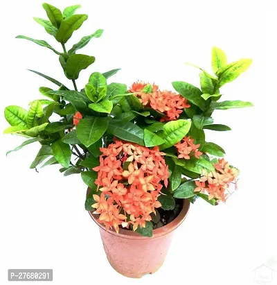 Zomoloco Trothic Ixora Chethi Red Plant Live Flowe-thumb0