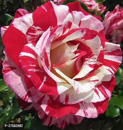 Zomoloco Hybrid Rose Plant 6 Rose Plant-thumb0