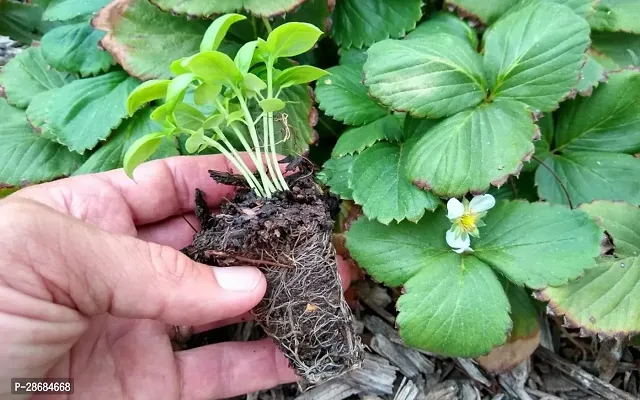 Zomoloco Strawberry Plant Strawberry-thumb2