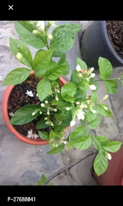 Zomoloco Arabian Jasmine Beli Flower Mogra