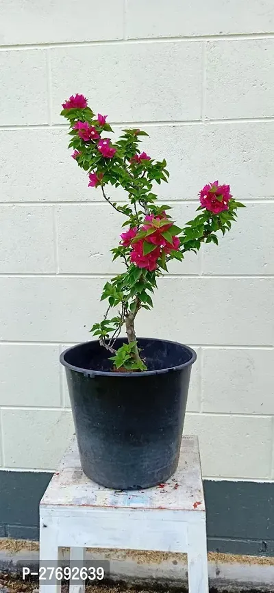 Zomoloco Bougainvillea Plant Cf00066 Baugainvill-thumb0