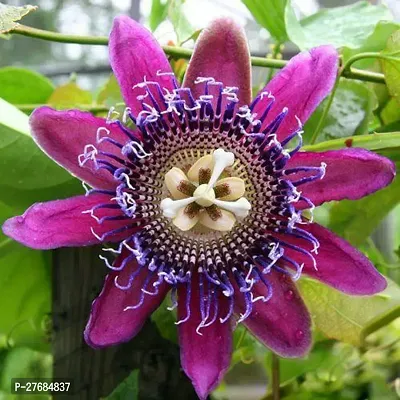 Zomoloco Passion Plant Passion Plant-thumb0