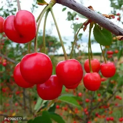 Zomoloco Cherry Plant Cherry Fruit Plant