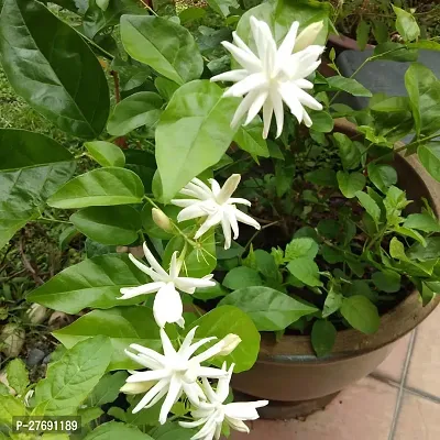 Zomoloco Arabian Jasmine Double Petal Live Flower-thumb0