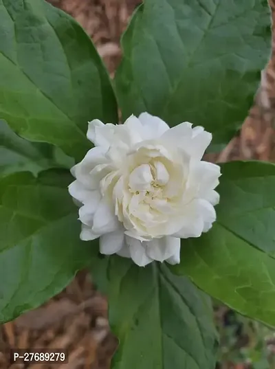 Zomoloco Arabian Jasmine Double Petal Live Flower-thumb0