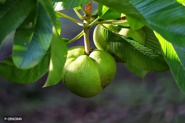 Zomoloco Elephant Apple Plant Elephant Apple Plant-thumb2