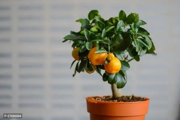 Zomoloco Dwarf Valencia Orange Plant Citrus 1 Heal