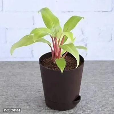 Zomoloco Philodendron Indoor Hybrid Live Plant For