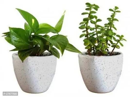 Zomoloco Green Money Plant And Jade Plant With Cer-thumb0