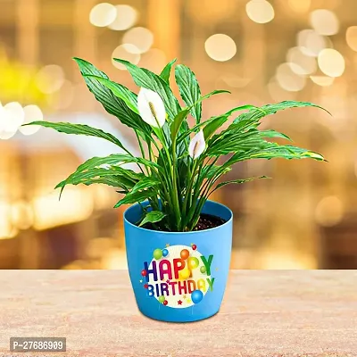 Zomoloco Peace Lily Or Spathiphyllum Live Plant Wh