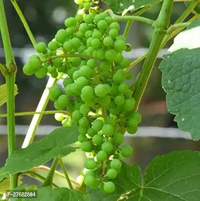 Zomoloco Grape Plant Zz Plant-thumb0