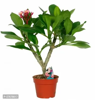 Zomoloco Bl320 Plumeria Plant-thumb0