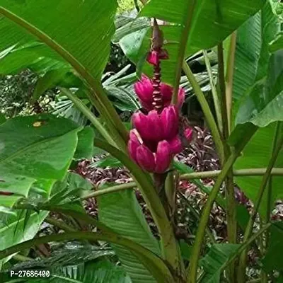 Zomoloco Red Banana Plant P Banana Plant-thumb0