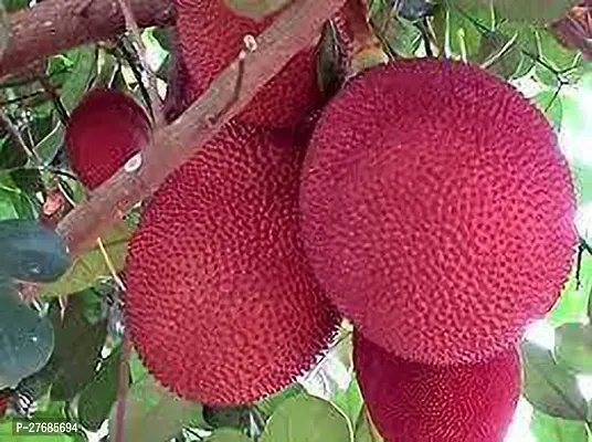 Zomoloco Thai Red Jackfruit Plant Cfo193 Jack F-thumb0