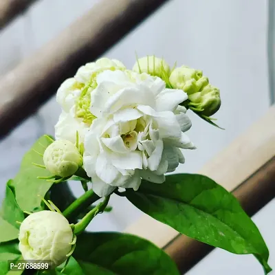 Zomoloco Arabian Jasmine Double Petal Live Flower