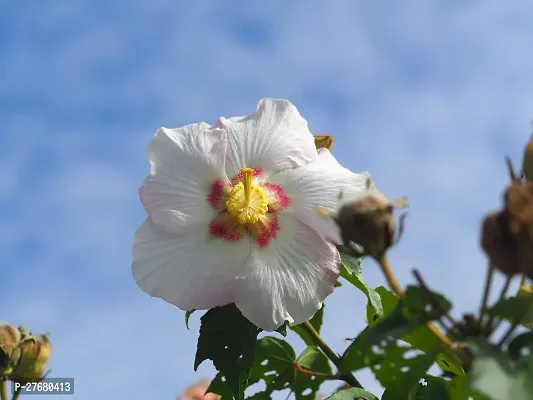 Zomoloco Hibiscus White Live Flower Plant Disha2