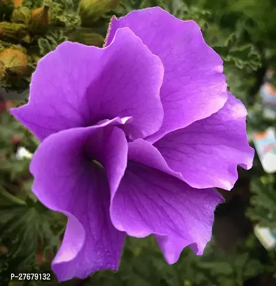 Zomoloco Hibiscus Blue Live Flower Plant Disha22-thumb0