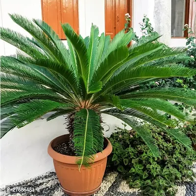 Zomoloco Cycas Revoluta Plant Live Plant Cf171 C-thumb0