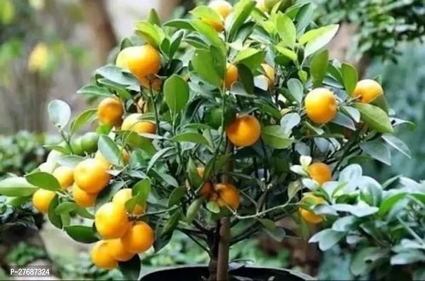 Zomoloco Nagpur Mandarin Orange All Time Variety G