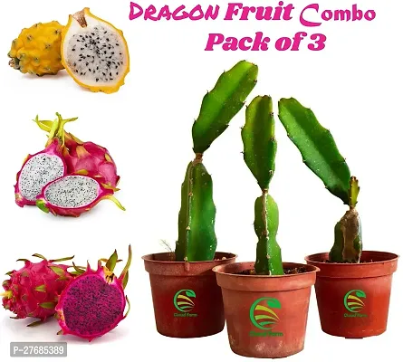 Zomoloco Dragon Fruit Combo Pack Of 3 All Varieti-thumb0