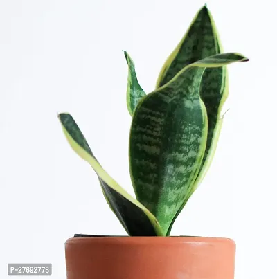 Zomoloco Snake Plant For Home Decorations Best For