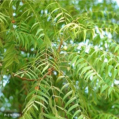 Zomoloco Neem Tree Neem Plant-thumb0