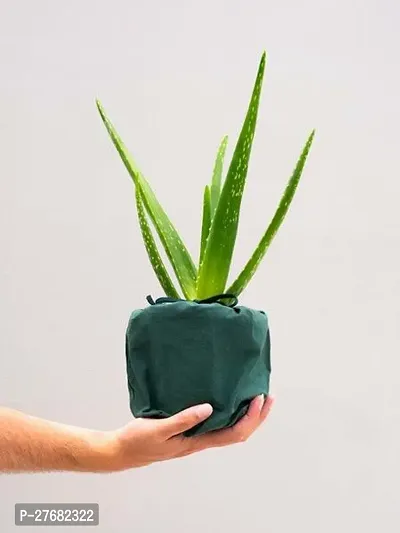 Zomoloco Aaka11 Aloe Vera Plant-thumb0