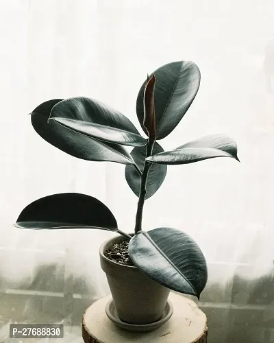 Zomoloco Live Rubber Plant For Indoor Home Decorat