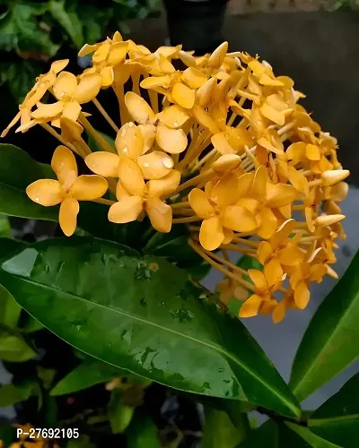 Zomoloco Trothic Ixora Chethi Yellow Plant Live Fl