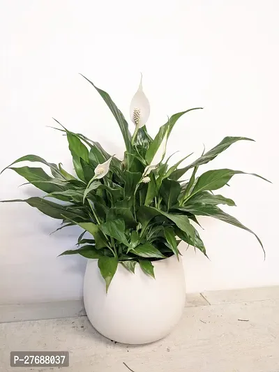 Zomoloco Peace Lily Or Spathiphyllum Live Plant Wh