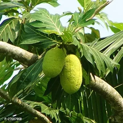 Zomoloco Live Breadfruit Plant Rare Dwarf Exotic A