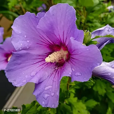 Zomoloco Hibiscus Blue Live Flower Plant Disha22