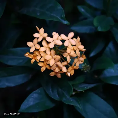 Zomoloco Trothic Ixora Chethi Yellow Plant Live Fl-thumb0