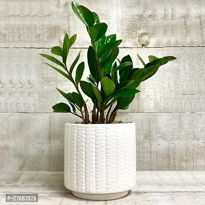 Zomoloco Live Air Purifying Indoor Zz Zamioculcas-thumb0