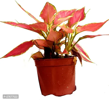 Zomoloco Aglaonema Super Red Indore Plant With Pot-thumb0