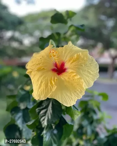 Zomoloco Hibiscus Yellow Live Flower Plant Cf3300