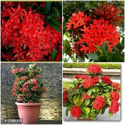 Zomoloco Trothic Ixora Chethi Red Plant Live Flowe