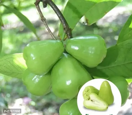 Zomoloco Water Apple Jamun Plant