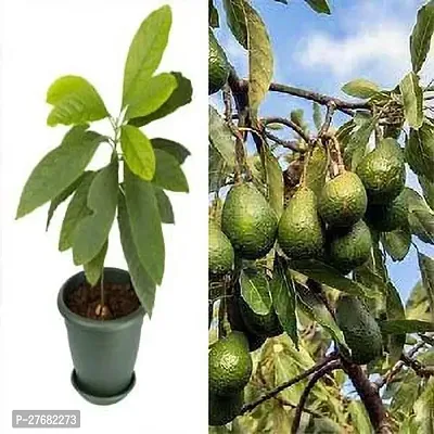 Zomoloco Avogadro Live Plant Avocado Plant-thumb0