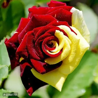 Zomoloco Rare Grafted Redgreen Rose Gulab Flow-thumb0