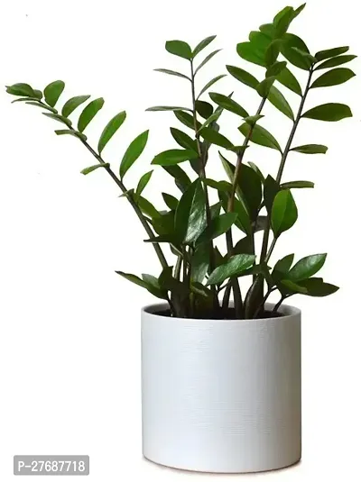 Zomoloco Live Air Purifying Indoor Zz Zamioculcas