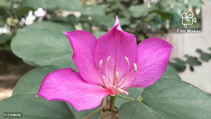 Zomoloco Kanchan Bauhinia Acuminata Pink Flower-thumb0